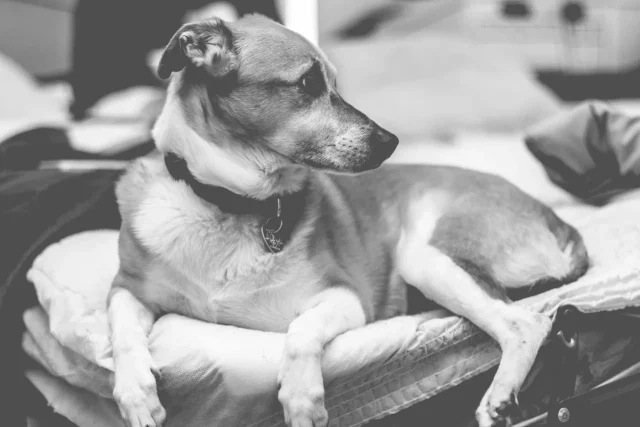 dog bed india