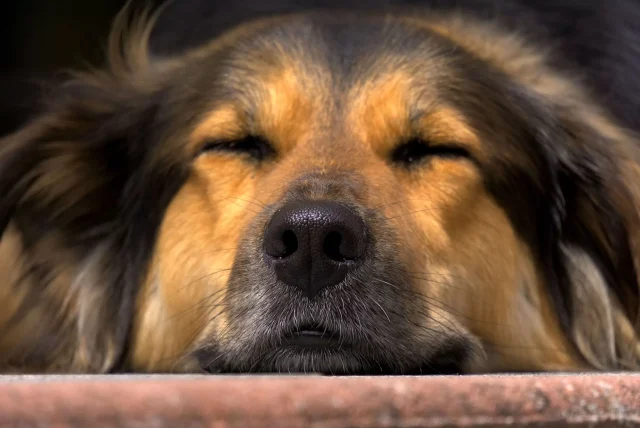 dog-2559466